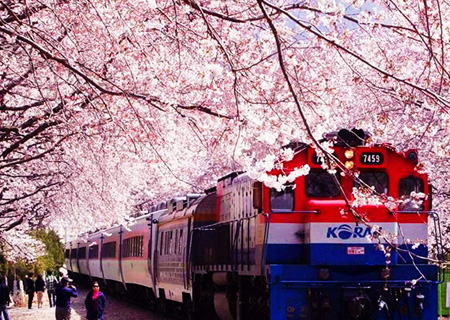 《不走保肝》釜山鎮海賞櫻5日～慶和火車站、余佐川橋、海雲台迎月嶺、海岸觀光列車、甘川洞文化村