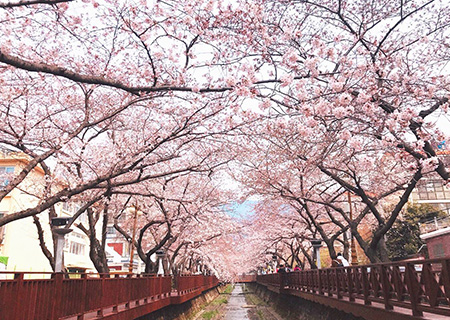 《不走保肝》釜山鎮海賞櫻5日～慶和火車站、余佐川橋、海雲台迎月嶺、海岸觀光列車、甘川洞文化村