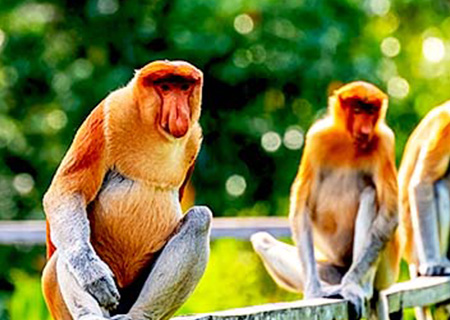 《婆羅洲奇幻之旅》汶萊+沙巴 自然生態 雙國探索6日