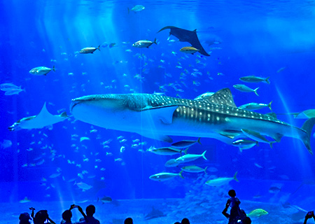 【泰愛趣沖繩4日】鯨型玻璃底遊艇、美麗海水族館、尋找皮卡丘、小希臘瀨長島、水上體驗(不進店)