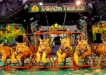 【珍愛暹羅】泰獅航 特別企劃享樂泰國—曼芭 東方公主號出海 是拉差老虎園 無購物/無自費 5+1日(含稅險)